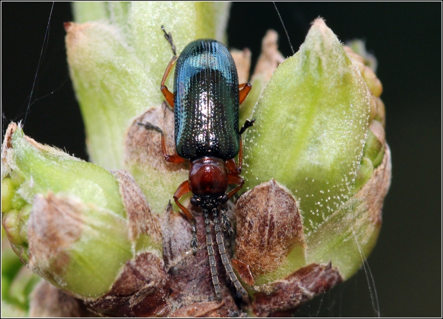Oulema melanopus/duftschmidi