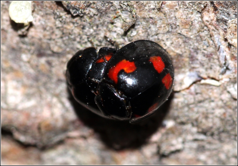 Exochomus quadripustulatus - négyfoltos szerecsenkata