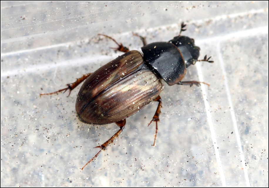 Aphodius prodromus - sárgalábú trágyabogár