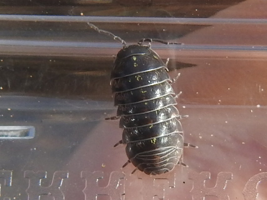Armadillidium vulgare - szürke gömbászka