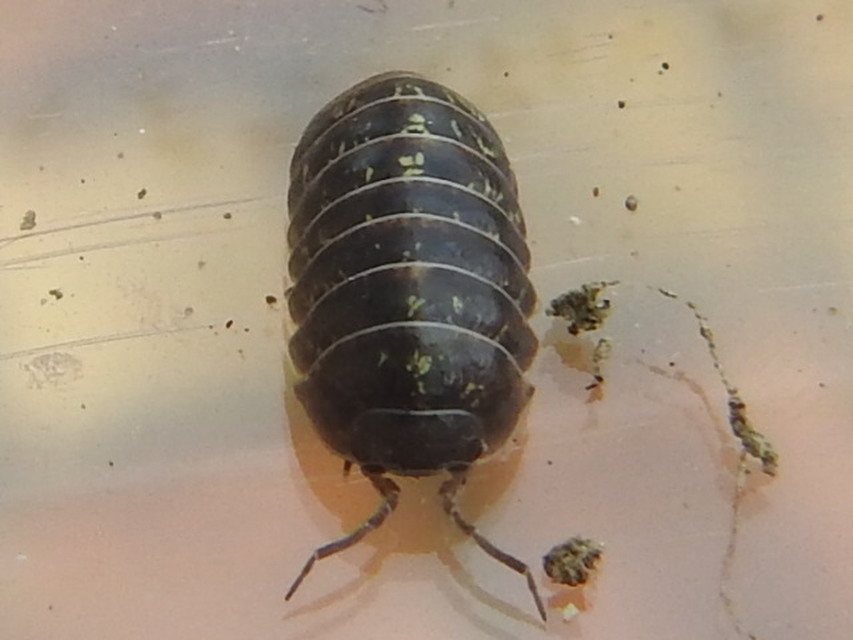 Armadillidium vulgare - szürke gömbászka
