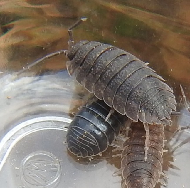 Porcellio scaber - érdes pinceászka