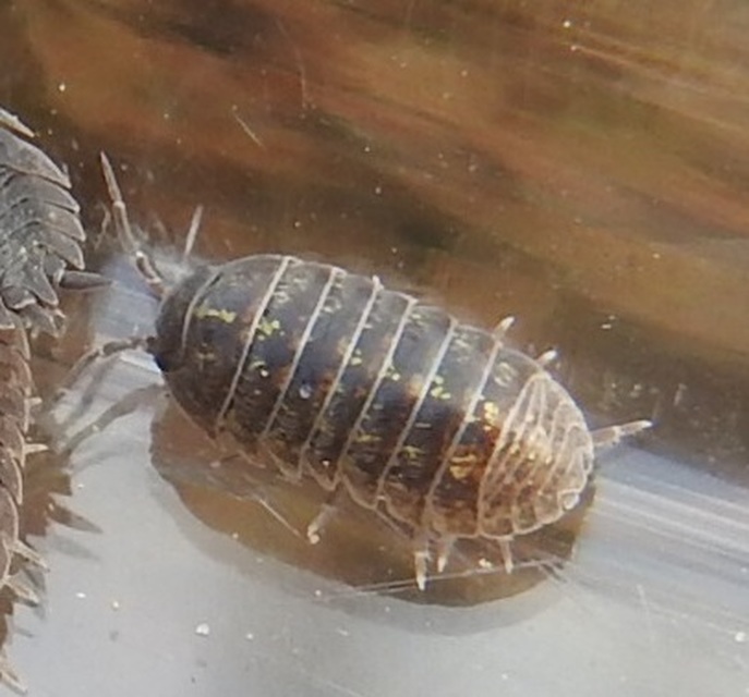 Armadillidium vulgare - szürke gömbászka