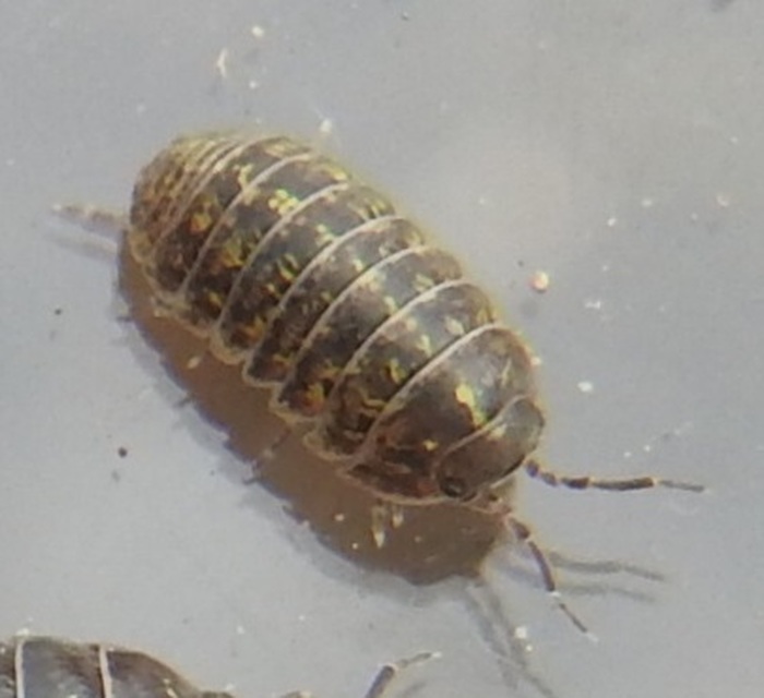 Armadillidium vulgare - szürke gömbászka