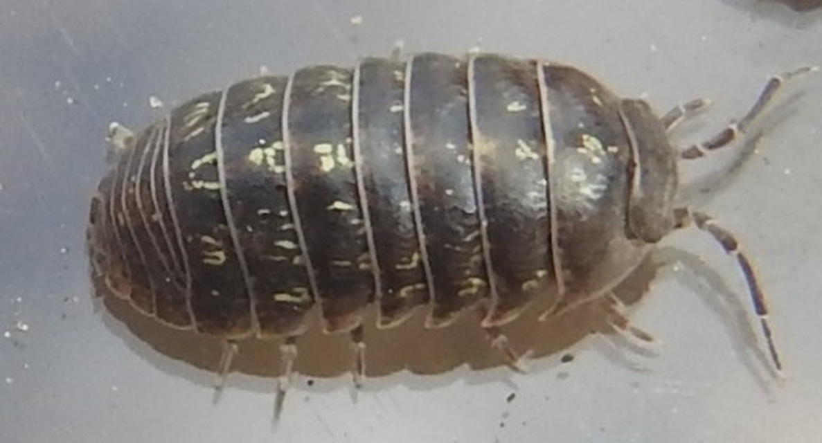 Armadillidium vulgare - szürke gömbászka