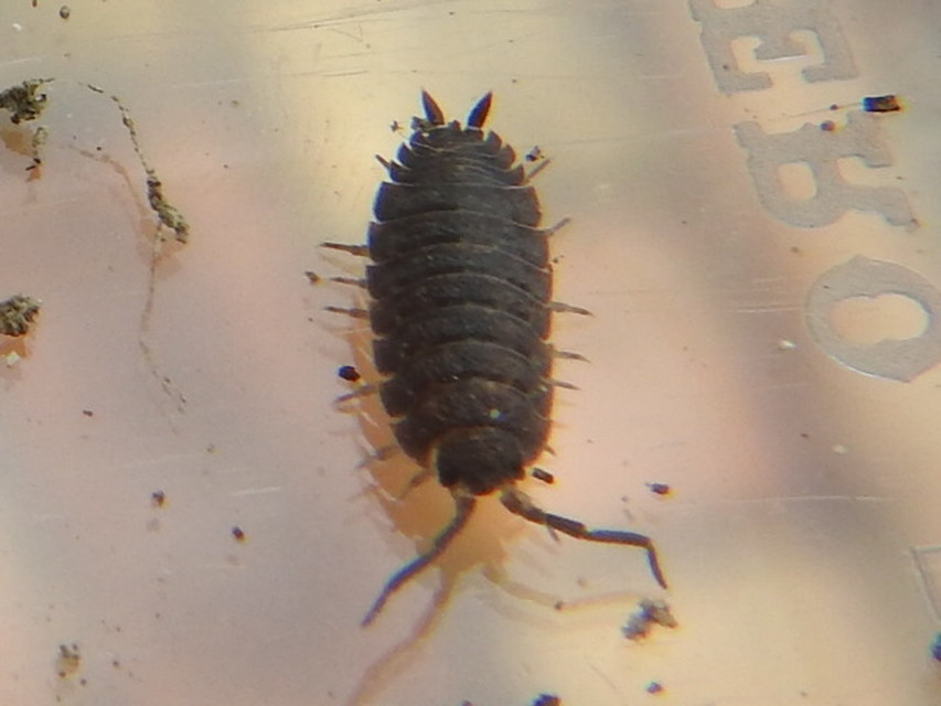 Porcellio scaber - érdes pinceászka