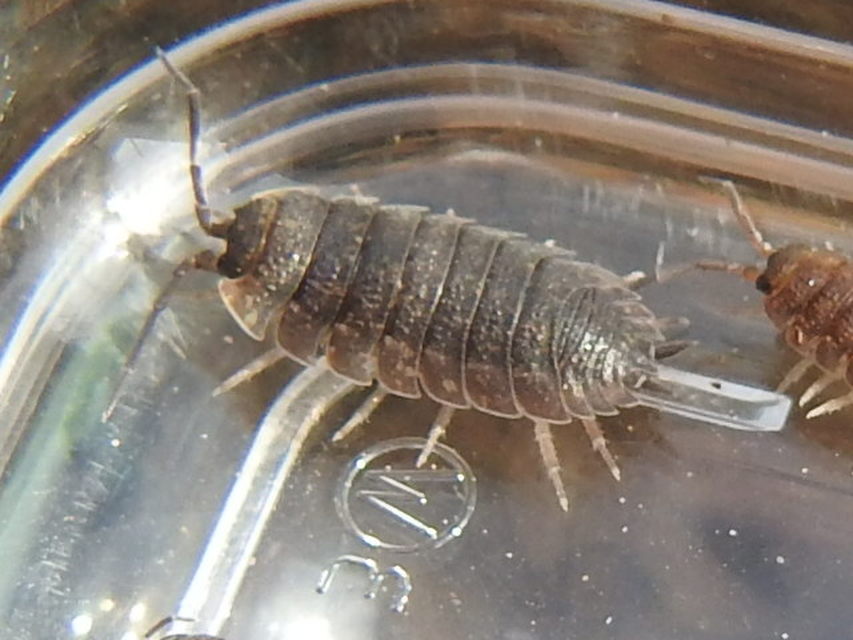 Porcellio scaber - érdes pinceászka
