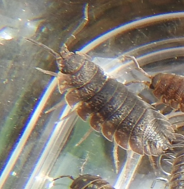 Porcellio scaber - érdes pinceászka