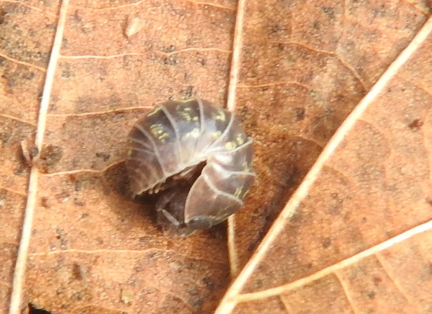 Armadillidium vulgare - szürke gömbászka