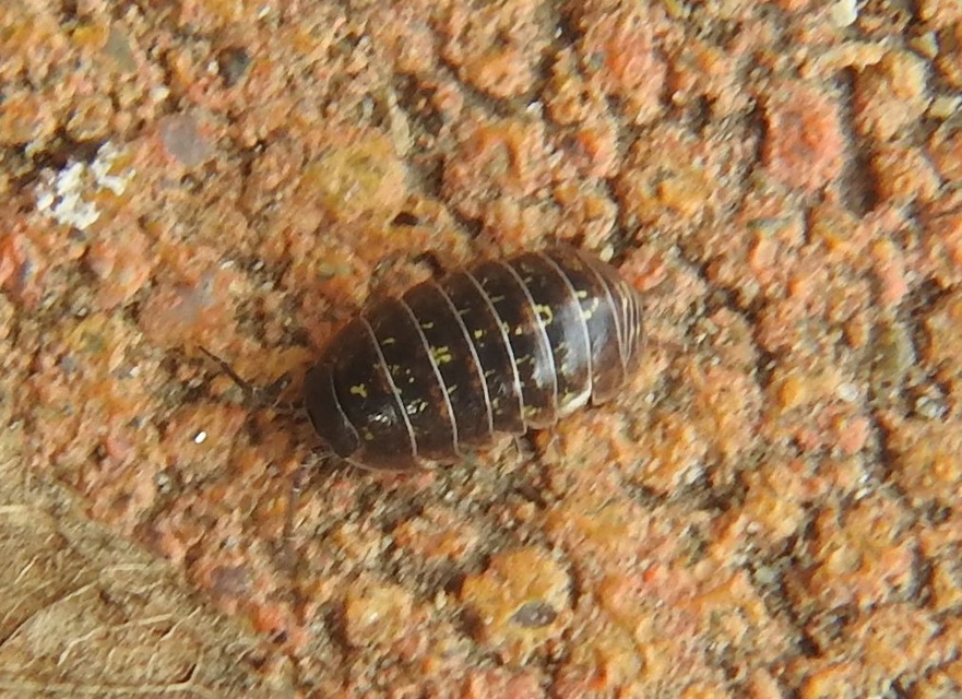Armadillidium vulgare - szürke gömbászka