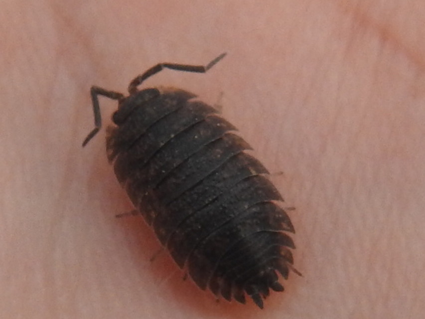 Porcellio scaber - érdes pinceászka