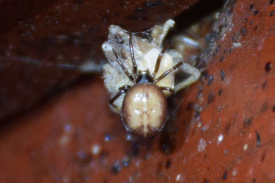 Steatoda bipunctata - kétpettyes faggyúpók