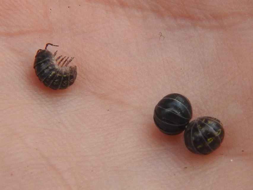 Armadillidium vulgare - szürke gömbászka