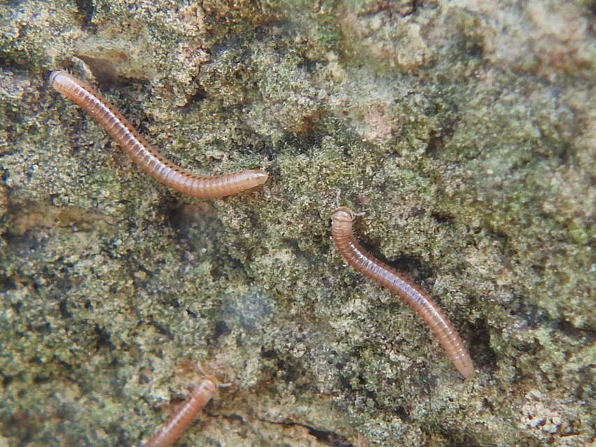 Diplopoda - Ikerszelvényesek