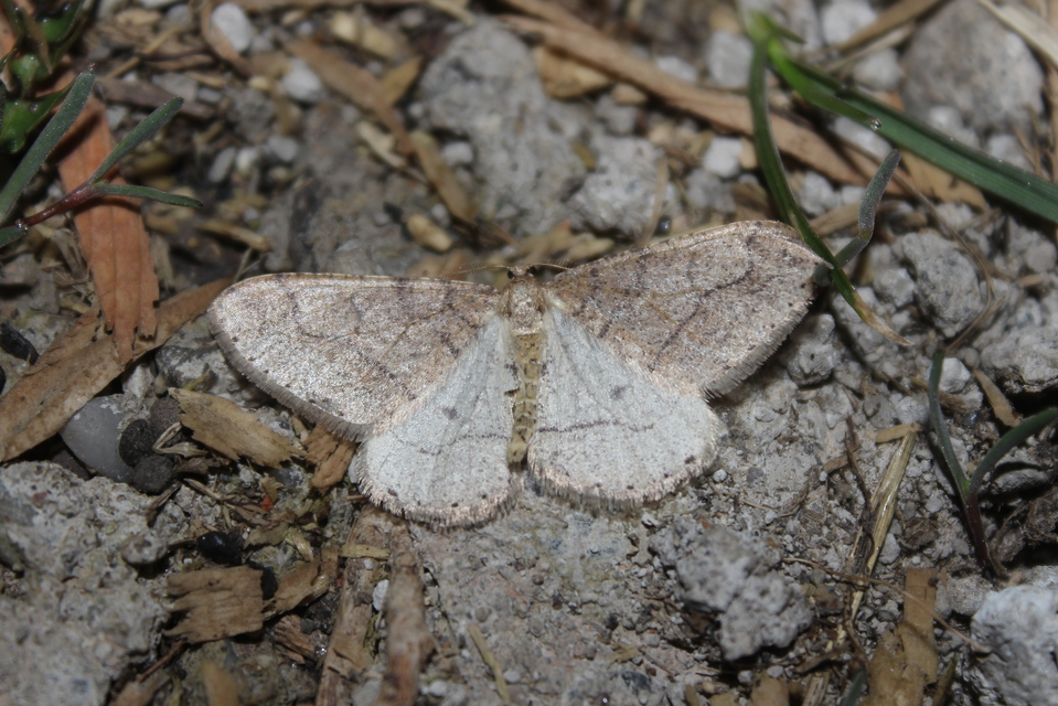 Agriopis marginaria - sárgás téliaraszoló