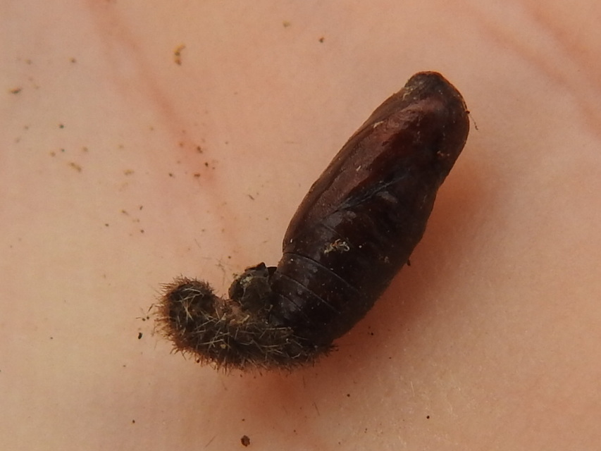 Eilema
