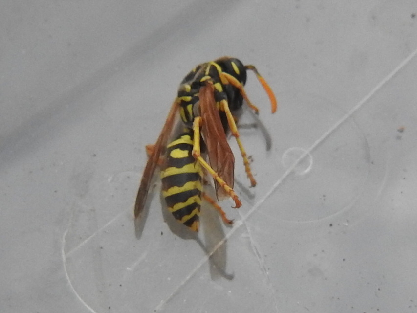Polistes dominulus - déli papírdarázs