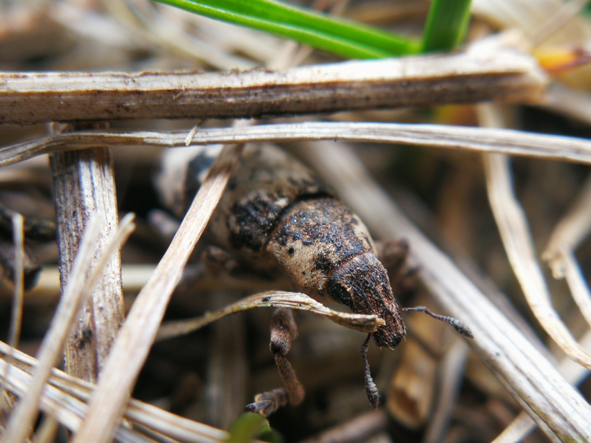 Bothynoderes affinis - sávos barkó