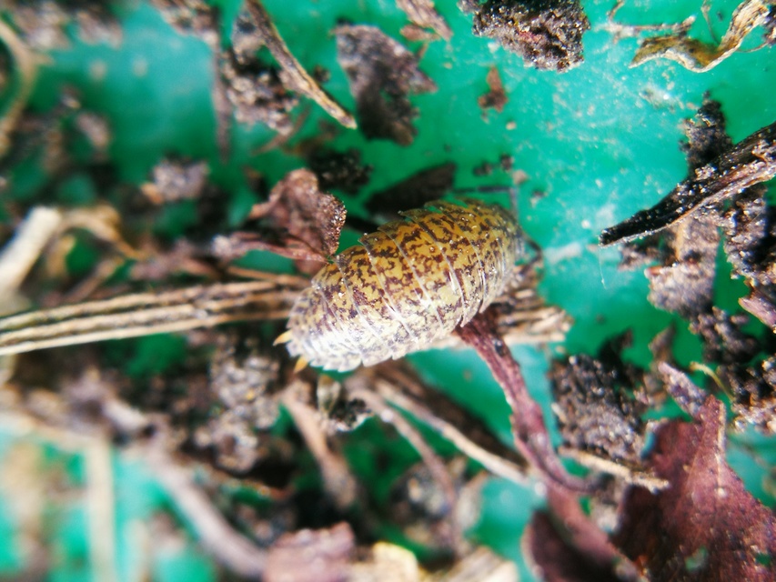 Porcellium collicola - gyakori tarkaászka