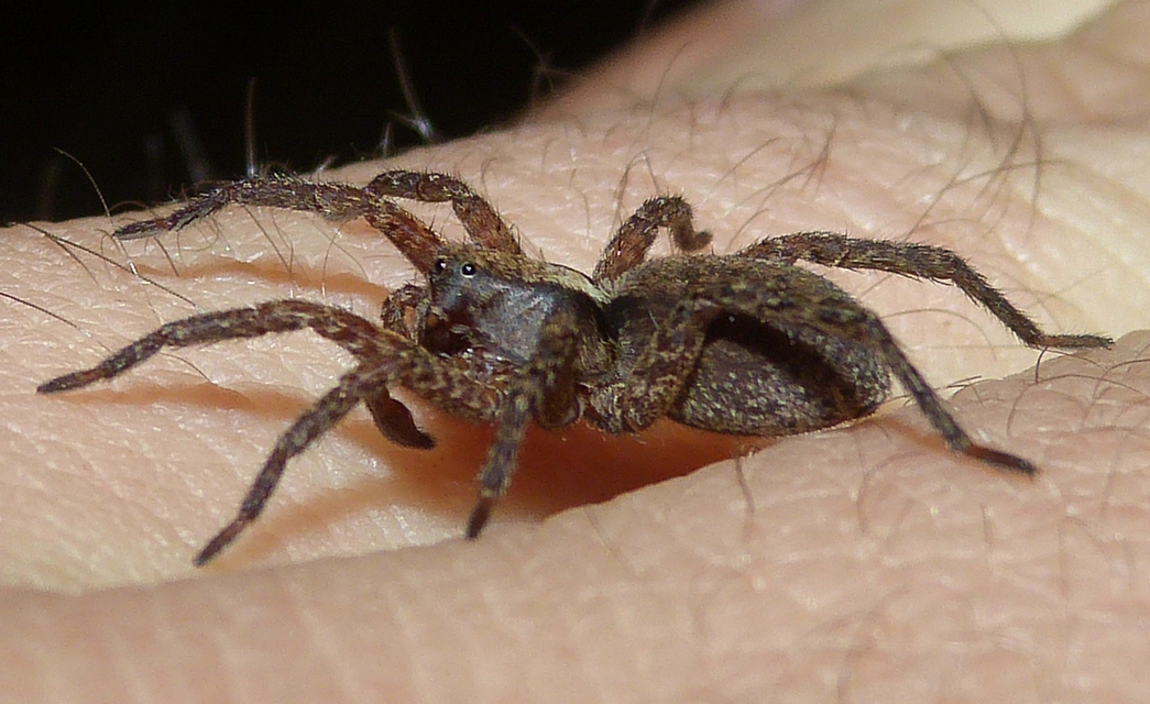Alopecosa sulzeri