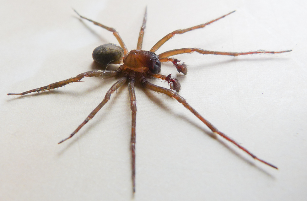 Tegenaria domestica - házi zugpók