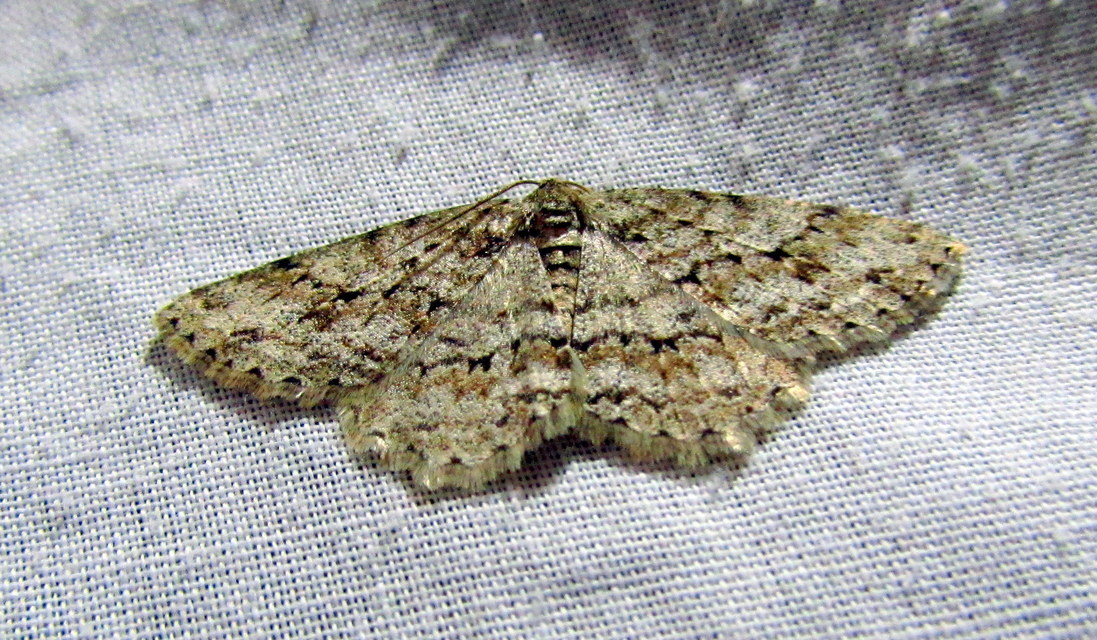 Ectropis crepuscularia - avararaszoló