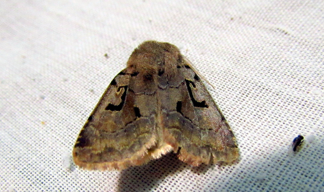Orthosia gothica - feketefoltos barkabagoly