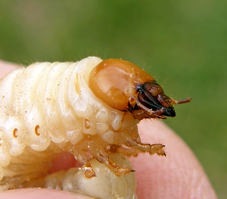 Dorcus parallelipipedus - kis szarvasbogár