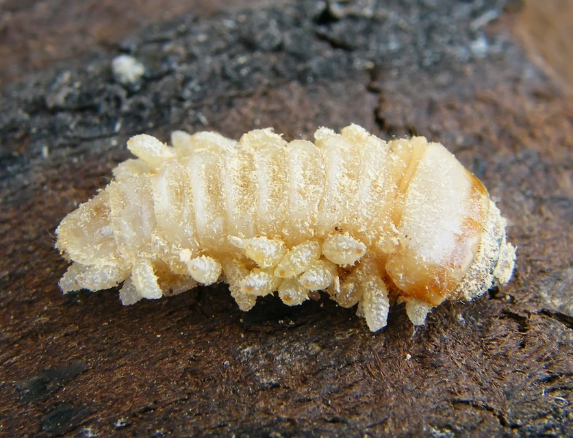Hymenoptera - Hártyásszárnyúak