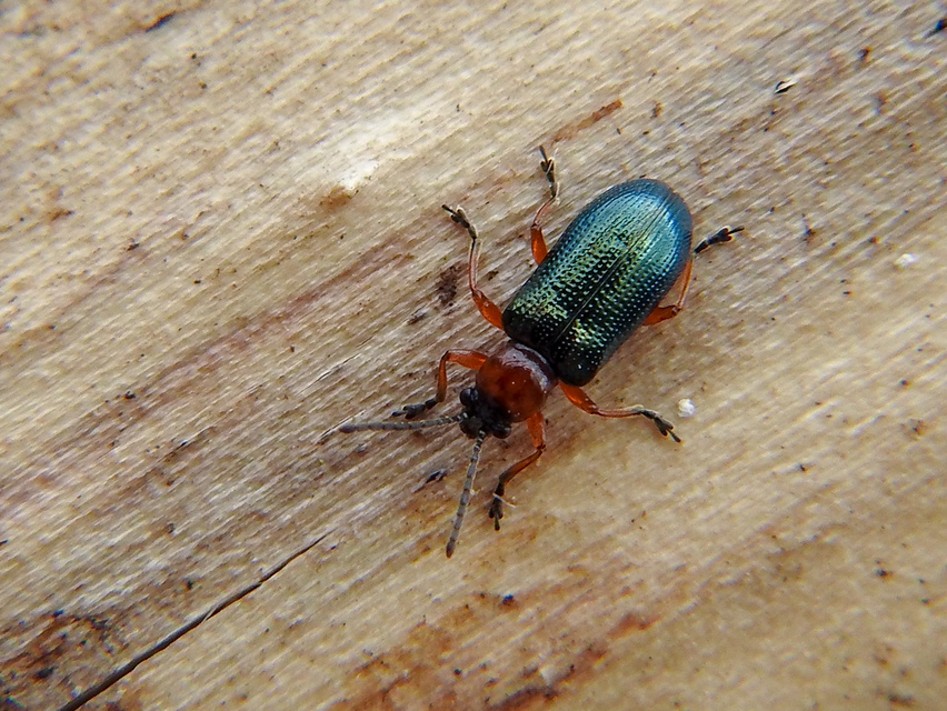 Oulema melanopus/duftschmidi