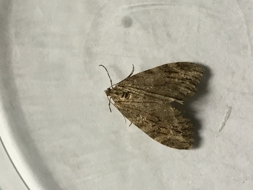 Trichopteryx polycommata - kőrisfa-lebenyesaraszoló