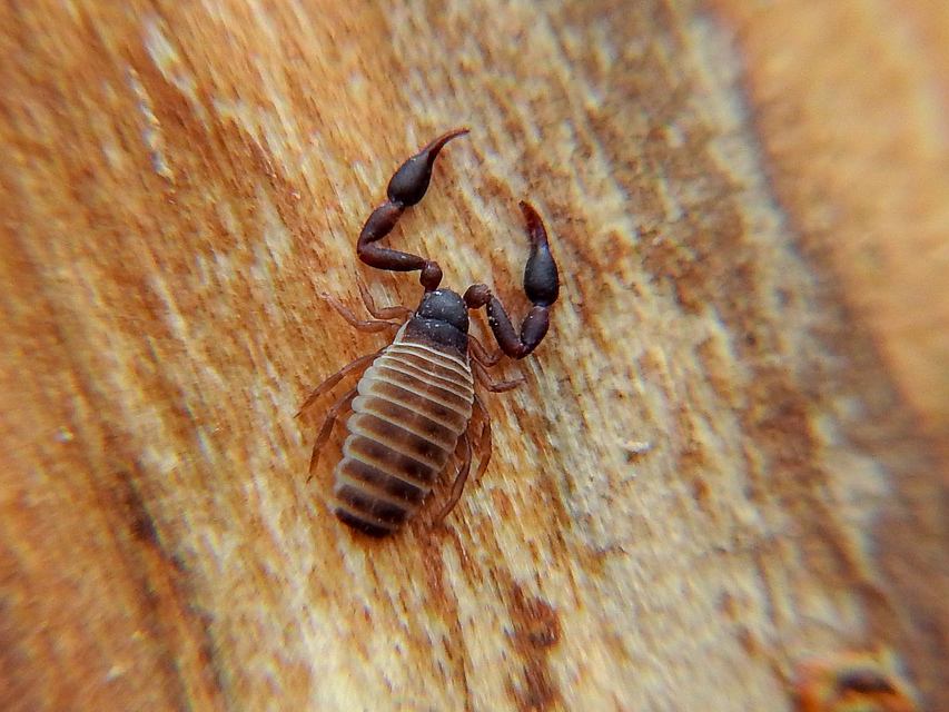 Pseudoscorpionida - Álskorpiók