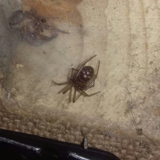 Steatoda grossa - nagy faggyúpók