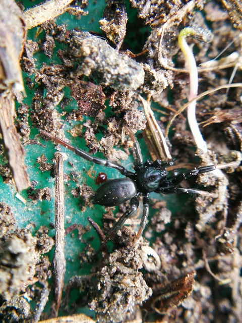 Drassyllus