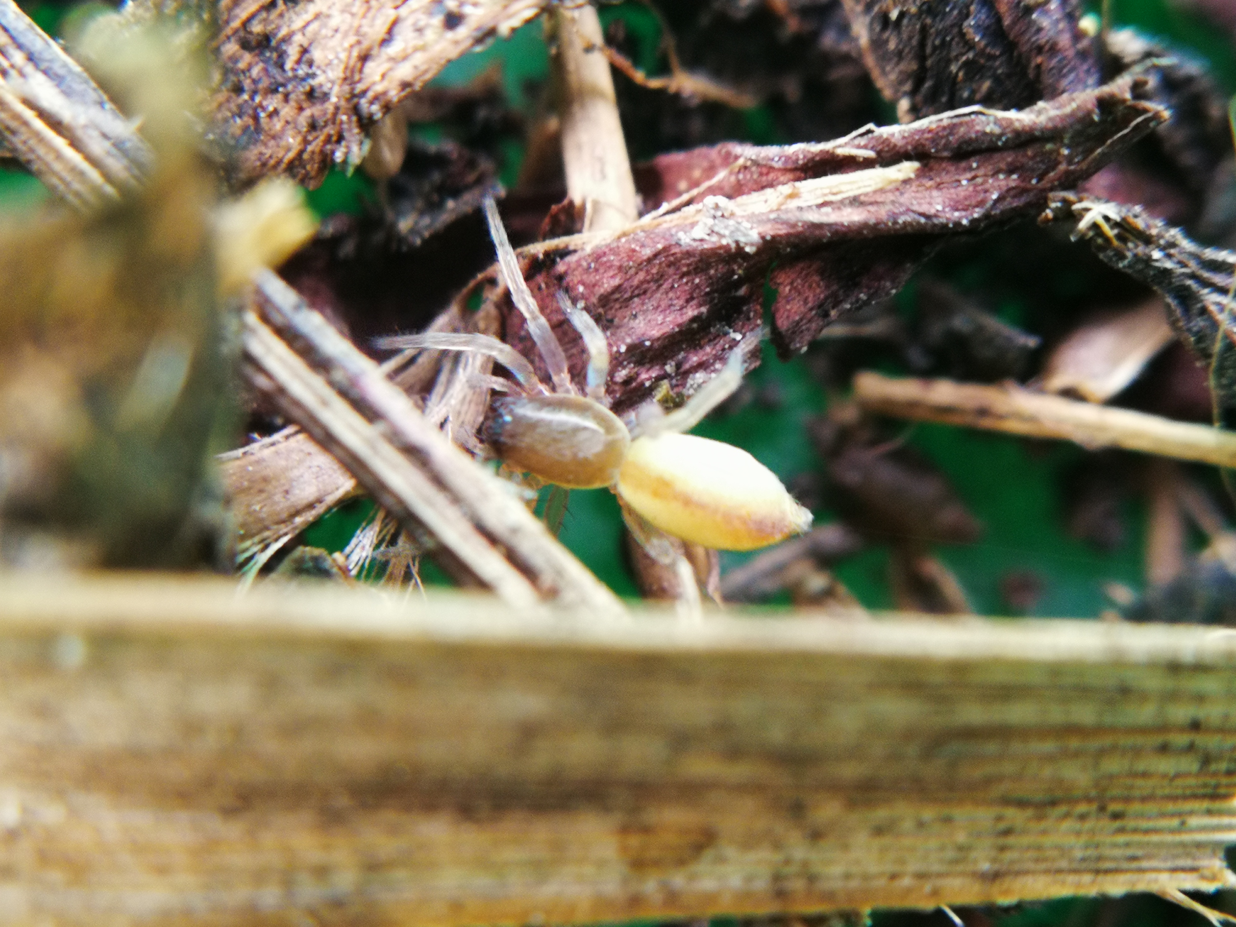 Clubiona similis