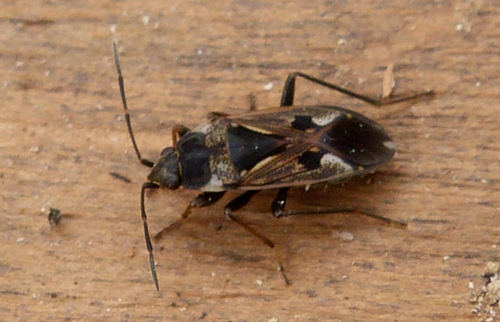 Rhyparochromus vulgaris - közönséges díszesbodobács
