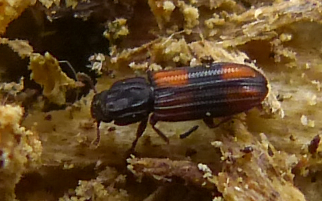 Bitoma crenata - szalagos héjbogár