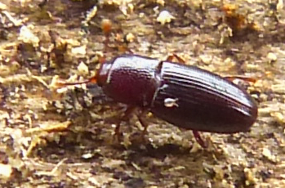 Cerylonidae - kéregbogárfélék Cerylonidae - kéregbogárfélék