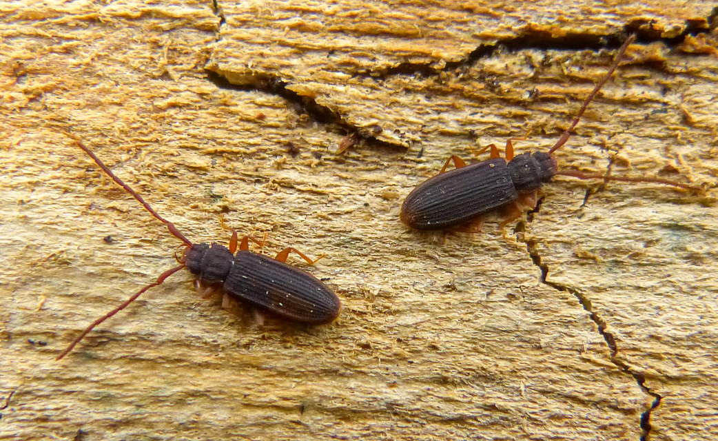 Uleiota planatus - hosszúcsápú fogasnyakú-lapbogár