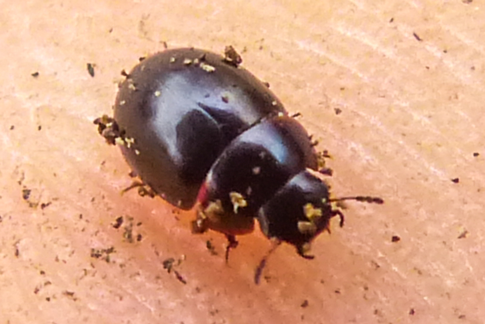Coelostoma orbiculare - kétéltű csiborka
