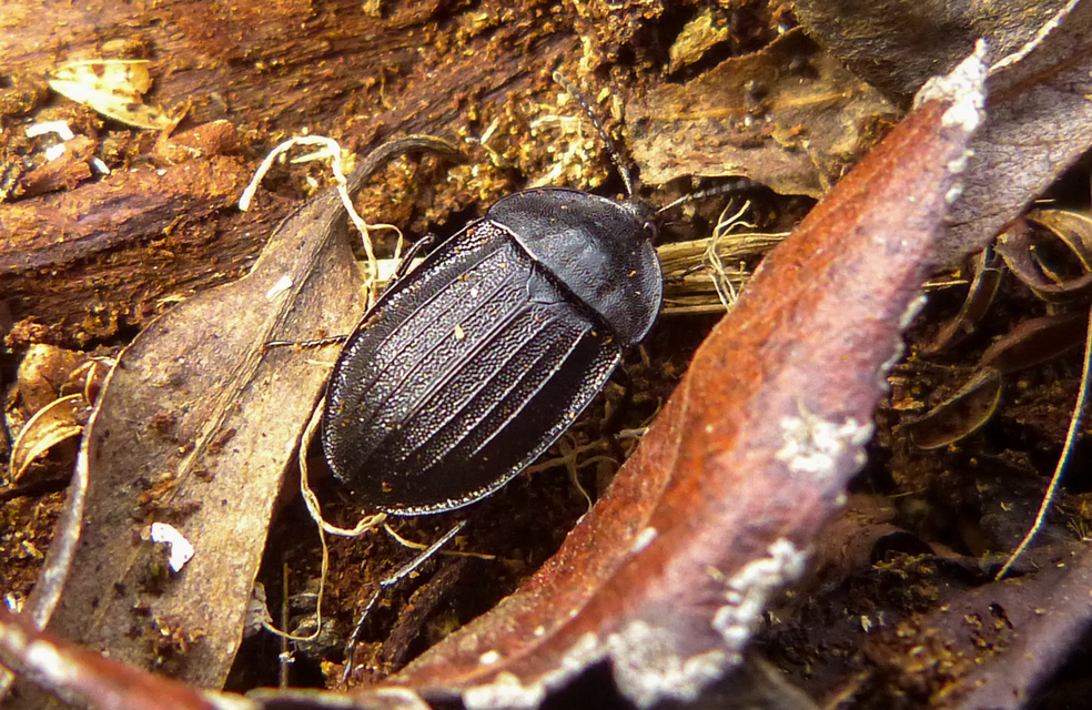 Phosphuga atrata - bordás csigarabló