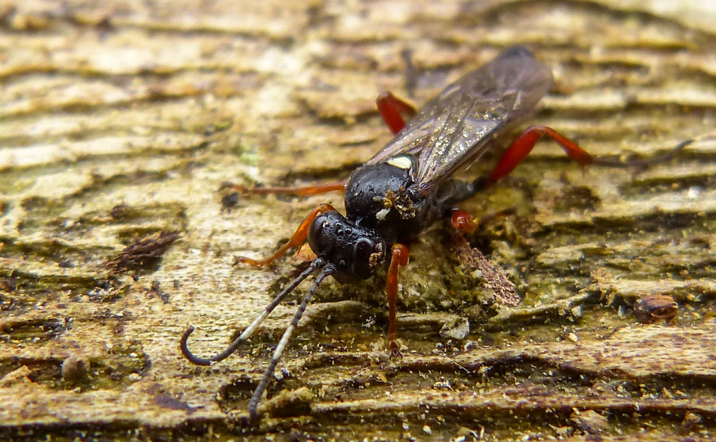 Ichneumoninae