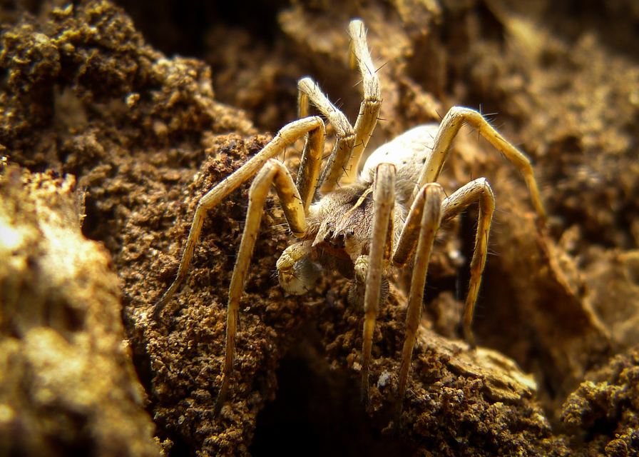 Pisaura mirabilis - csodáspók