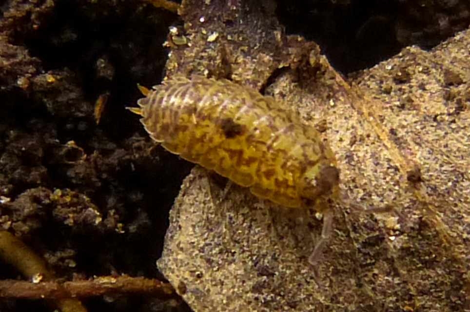 Porcellium collicola - gyakori tarkaászka