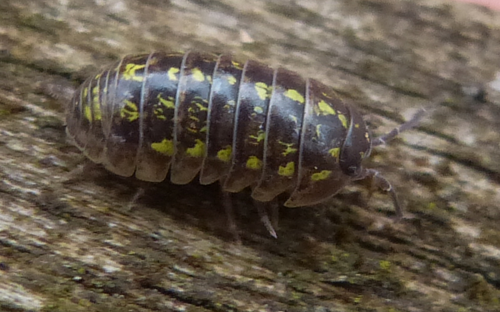 Armadillidium