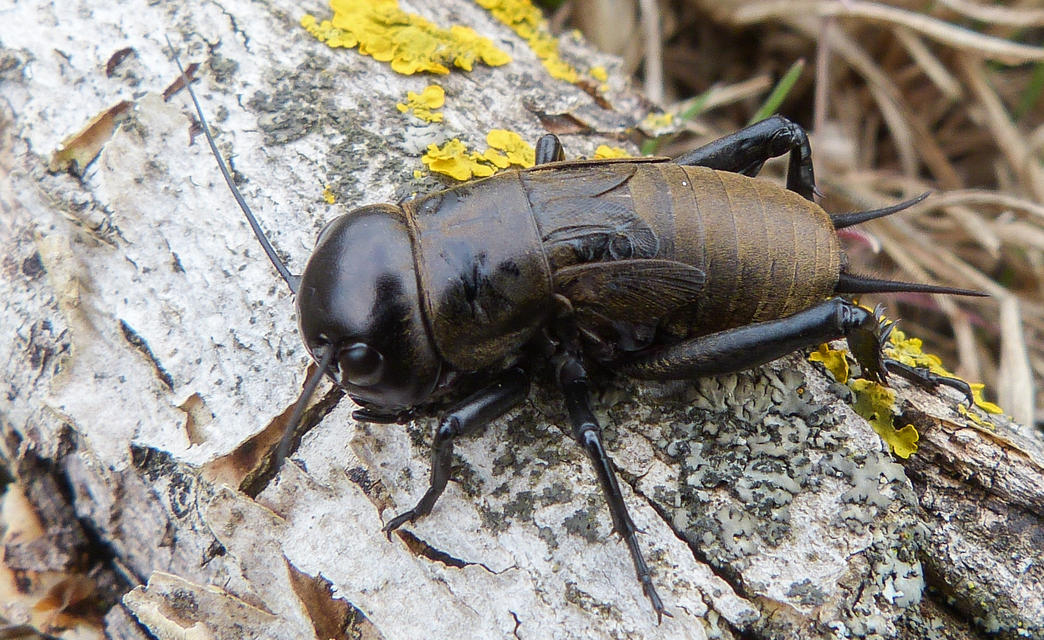 Gryllus campestris - mezei tücsök