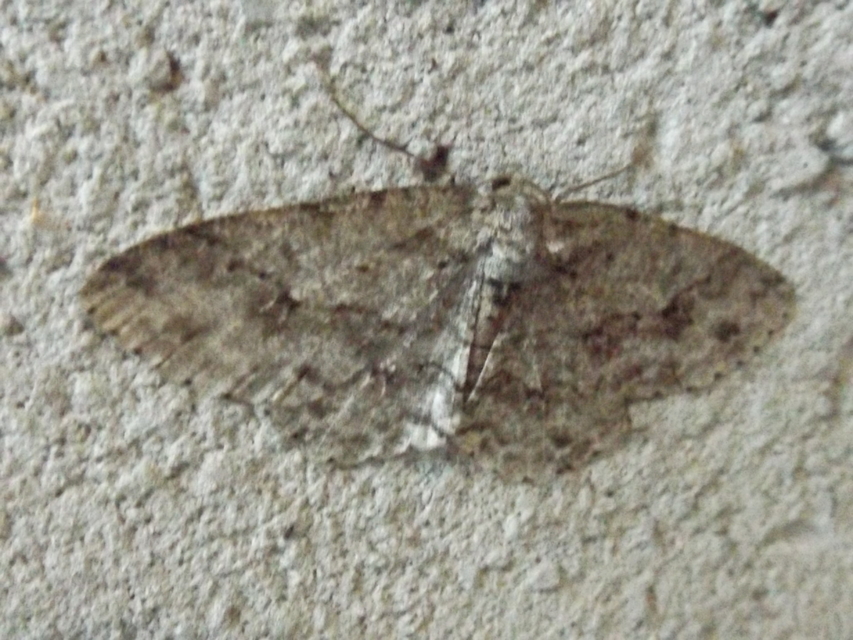 Ectropis crepuscularia - avararaszoló