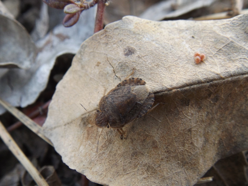 Sciocoris microphthalmus - szürkés laposfejű-poloska Sciocoris microphthalmus - szürkés laposfejű-poloska