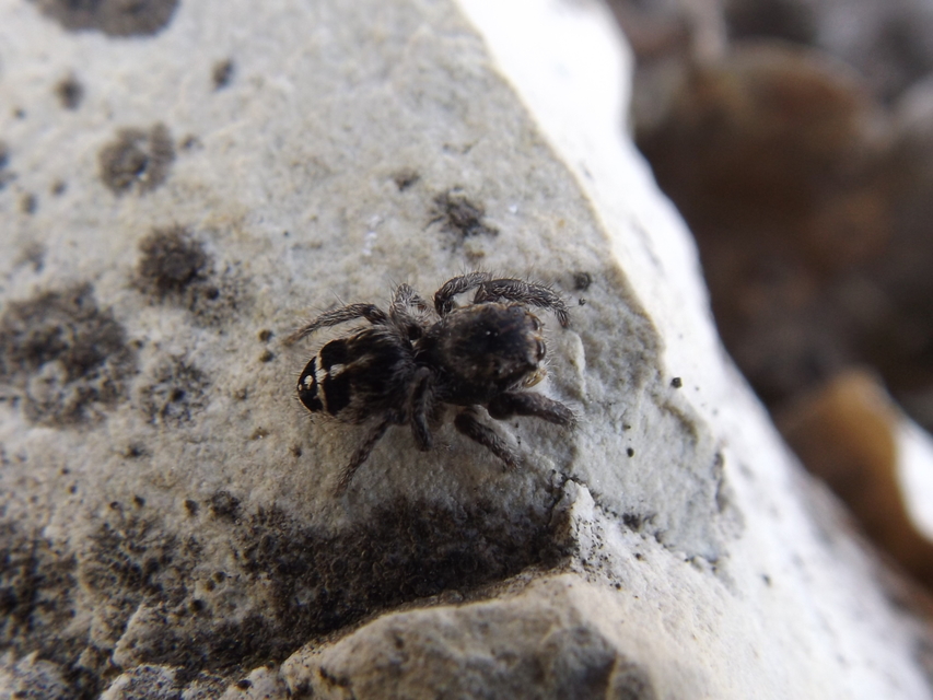 Pellenes tripunctatus - keresztes ugrópók