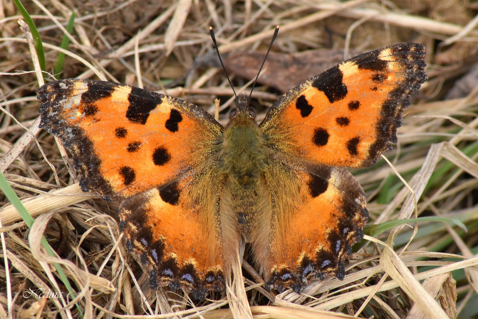 Nymphalis polychloros - nagy rókalepke